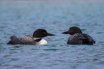 Picture of COMMON LOON PAIR