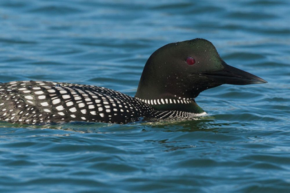 Picture of COMMON LOON