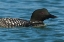 Picture of COMMON LOON