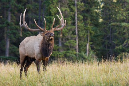 Picture of BULL ELK MAKING FACES