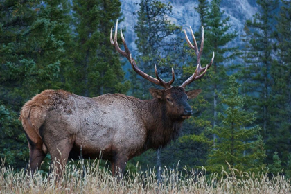 Picture of ROCKY MOUNTAIN BULL ELK