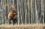 Picture of ROCKY MOUNTAIN BULL ELK-ASPEN FOREST