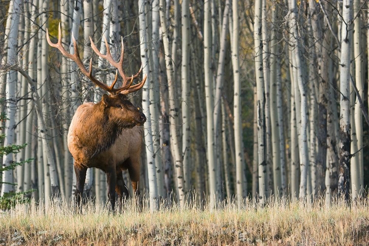 Picture of ROCKY MOUNTAIN BULL ELK-ASPEN FOREST