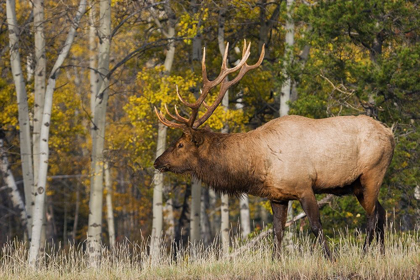 Picture of BULL ELK-AUTUMN ASPENS