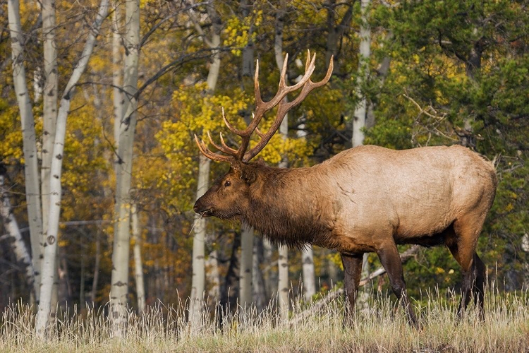 Picture of BULL ELK-AUTUMN ASPENS