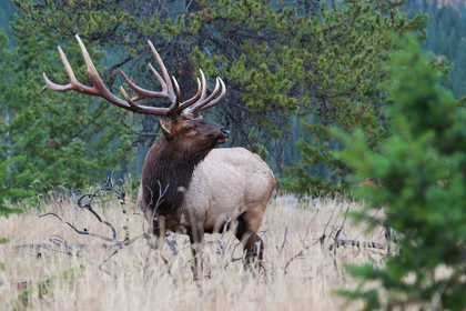 Picture of ROCKY MOUNTAIN BULL ELK