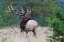 Picture of ROCKY MOUNTAIN BULL ELK