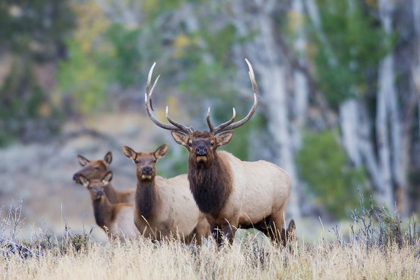 Picture of ROCKY MOUNTAIN BULL ELK WITH HAREM OF COWS