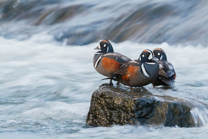 Picture of HARLEQUIN DRAKES RESTING IN THE RAPIDS