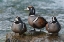 Picture of HARLEQUIN DUCKS