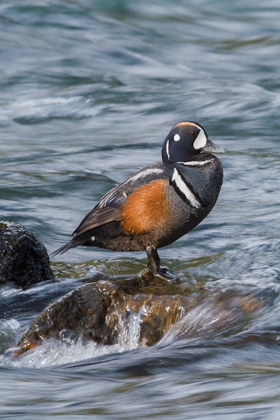 Picture of HARLEQUIN DRAKE