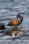 Picture of HARLEQUIN DRAKE