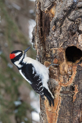 Picture of HAIRY WOODPECKER-WINTER SURVIVOR