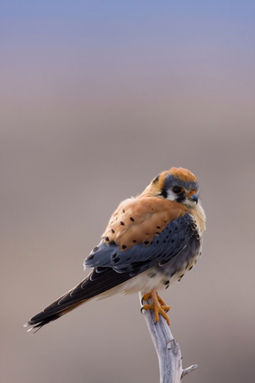 Picture of AMERICAN KESTREL