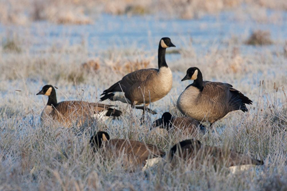 Picture of FROSTY MORNING-CACKLING CANADA GEESE