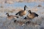 Picture of FROSTY MORNING-CACKLING CANADA GEESE