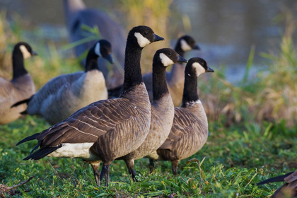 Picture of LESSER (CACKLING) CANADA GEESE