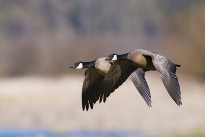 Picture of LESSER CANADA GEESE FLYING PAST