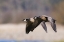 Picture of LESSER CANADA GEESE FLYING PAST