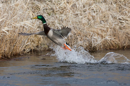 Picture of MALLARD DRAKE TAKING FLIGHT