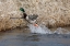 Picture of MALLARD DRAKE TAKING FLIGHT