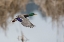 Picture of MALLARD DRAKE TAKING FLIGHT