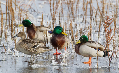 Picture of MALLARD DRAKES AND NORTHERN PINTAIL HEN