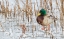 Picture of MALLARD DUCK-FROZEN POND