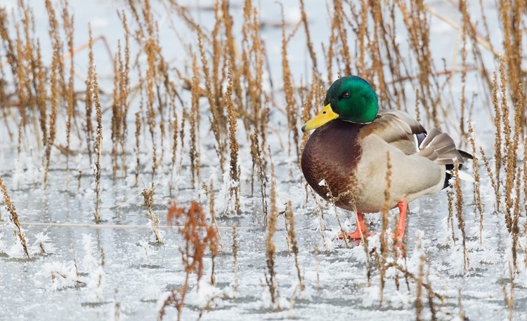 Picture of MALLARD DUCK-FROZEN POND