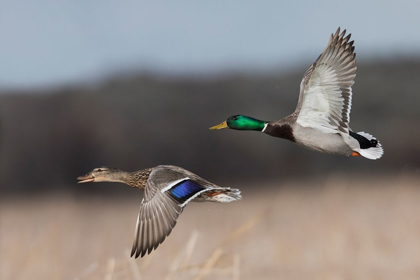 Picture of MALLARD DUCK PAIR IN FLIGHT