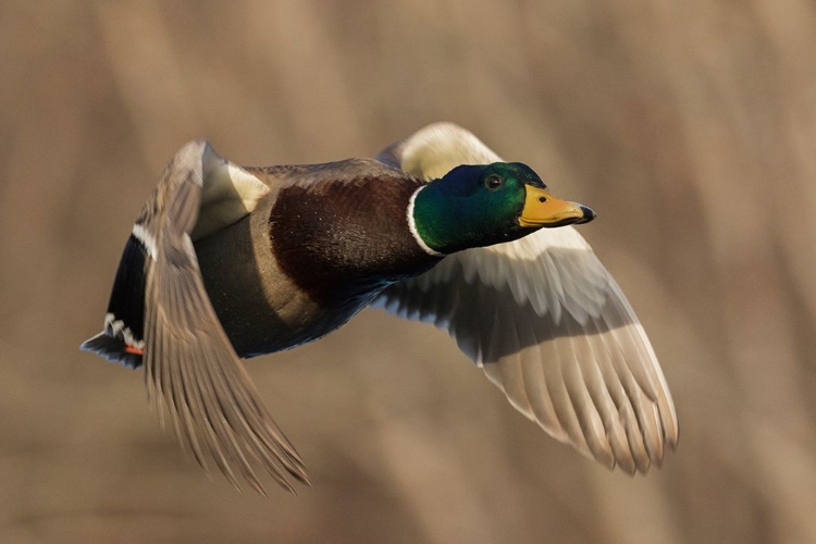 Picture of MALLARD DRAKE IN FLIGHT