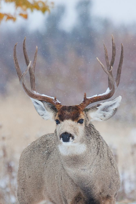 Picture of MULE DEER BUCK-LATE AUTUMN SNOW