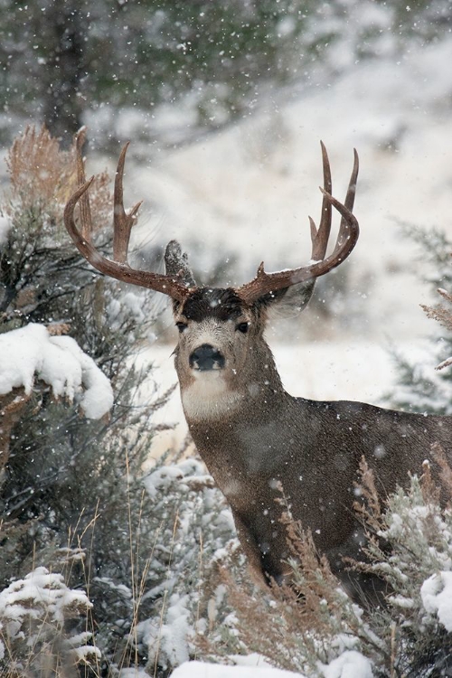 Picture of MULE DEER BUCK