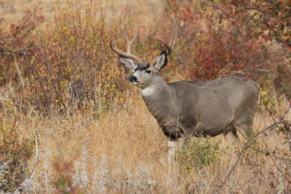 Picture of MULE DEER BUCK