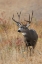 Picture of MULE DEER BUCK
