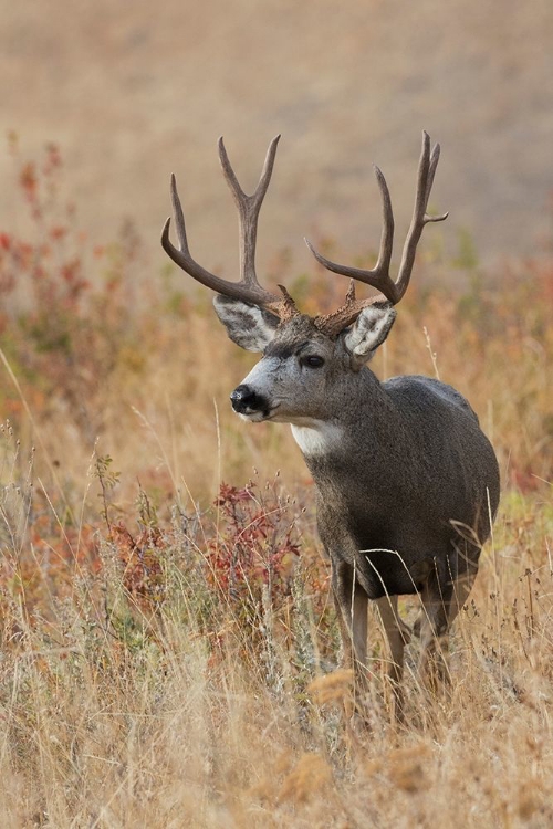 Picture of MULE DEER BUCK