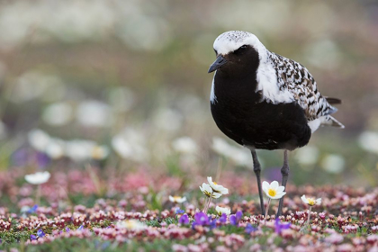 Picture of BLACK-BELLIED PLOVER-SPRINGTIME ON THE TUNDRA