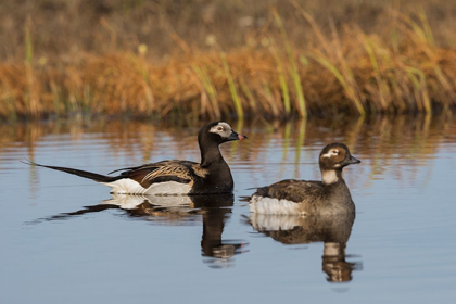 Picture of LONG-TAILED DUCK PAIR (OLDSQUAW)