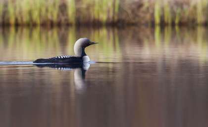 Picture of PACIFIC LOON-ARCTIC REFLECTIONS