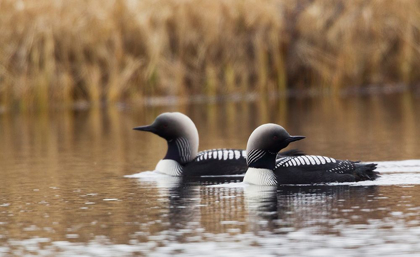 Picture of PACIFIC LOON PAIR