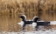 Picture of PACIFIC LOON PAIR