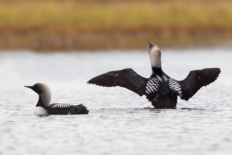 Picture of PACIFIC LOON PAIR
