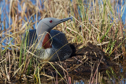 Picture of RED-THROATED LOON SITTING ON NEST