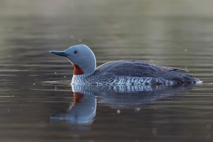 Picture of RED-THROATED LOON