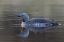 Picture of RED-THROATED LOON