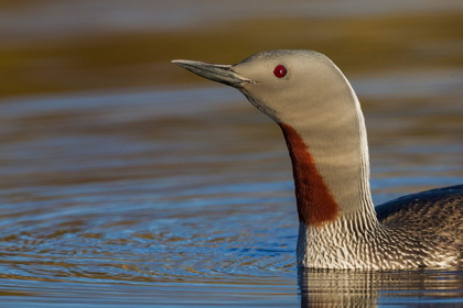 Picture of RED-THROATED LOON CLOSE-UP