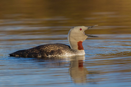 Picture of RED-THROATED LOON CALLING