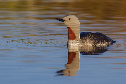 Picture of RED-THROATED LOON