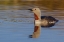 Picture of RED-THROATED LOON