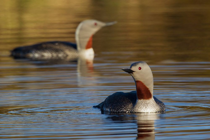 Picture of RED-THROATED LOON PAIR